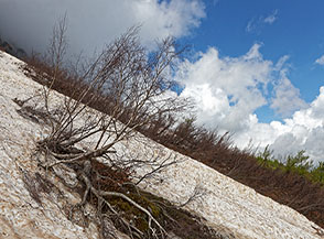 Scorcio sulla boscaglia ai margini delle ultime lingue di neve del Canalone Maiori.