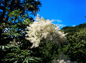 La candida infiorescenza dell&rsquo;Orniello o Frassino da manna (Fraxinus ornus) in Valle Bianca.