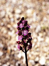 La spiga in fiore dell&rsquo;Orchidea maggiore o purpurea (Orchis purpurea Hudson) in Valle Bianca.