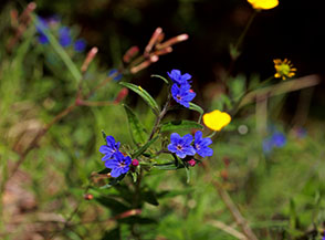 Fiori di Erba perla azzurra (Aegonychon purpurocaeruleum) in Valle Bianca.
