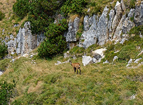 Camoscio alpino (Rupicapra rupicapra) sulla mulattiera che viene da Cima Levante.