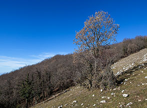 Scorcio sul fianco della Cresta Sud di Cima Casarene.