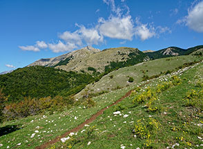 La gialla fioritura del Senecione sudafricano ci accompagna alla vista del Monte Greco (da Colle Ferrari).