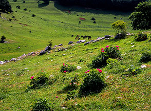 Peonie selvatiche a Prato San Giacomo.