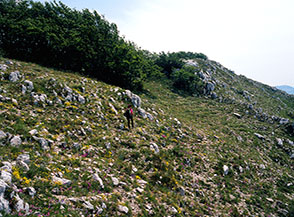 Il tratto finale della Cresta Nord-Ovest di Cima d&rsquo;Arme brulicante di fiori.