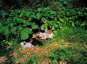 Il ruscello di Valle Petrinara seminascosto dalle grandi foglie del farfaraccio.