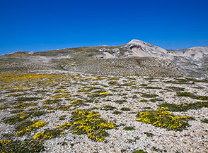 Fioritura di Eliantemo rupino (Helianthemum oelandicum L. Dum.Cours.) sulla piatta Cresta Ovest di Cima dell&rsquo;Altare.