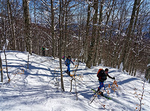 Risalendo tra i faggi del Bosco Tignoso.