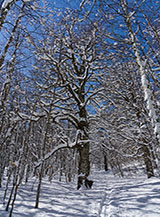 Maestoso faggio (Bosco Tignoso).