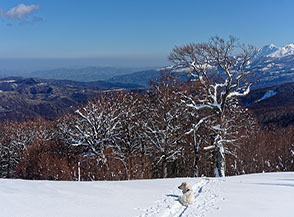 &ldquo;Attesa Zen&ldquo; (grossi faggi segnano il confine tra il Bosco Tignoso ed i pendii dello Iaccio Tondo).