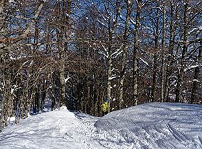 Scorcio nel Bosco Tignoso lungo la discesa.