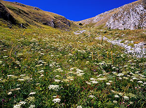 Esplosione di fiori lungo il sentiero che scende da Colle Strozzi.