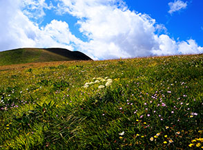 Fiori e nuvole sulla cresta di Cima delle Prata.
