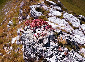 &ldquo;La roccia in fiore&ldquo; (gli scarlatti fiori del Semprevivo ragnateloso, Sempervivum arachnoideum L., sembrano scaturire direttamente dalla roccia, Cresta del Monte Banditello).