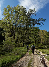 Maestosi pioppi neri all&rsquo;inizio dell&rsquo;escursione nella Valle di Curti.