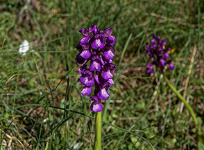 Fiori di Orchidea minore o Giglio caprino (Anacamptis morio L.) in Valle di Curti.