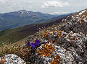 Fiori di Viola di Eugenia (Viola eugeniae Parl. subsp. eugeniae) sulla Cresta Nord-Est del Monte Rognone.