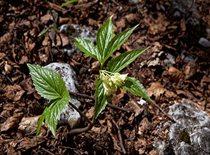 Fiori di Dentaria a 9 foglie (Cardamine enneaphyllos L. Crantz) nel bosco de la Sparvera a Serra Colasordo.