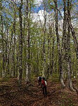 Nel bosco de la Sparvera a Serra Colasordo.