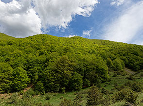 Tavolozza di verde nella Valle di Curti.