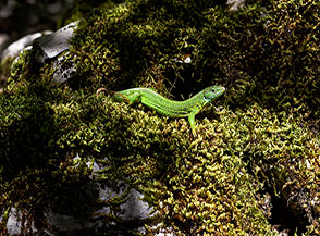 Un Ramarro occidentale (Lacerta bilineata) mi osserva lungo il sentiero nella Valle del Rio Torto.
