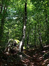 Nella faggeta della Valle Porcile.