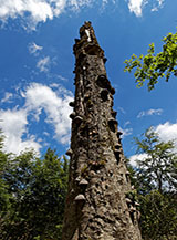 Tronco morto di un faggio parassitato dal Fungo dell&rsquo;esca (Fomes fomentarius) a Selva Bella.