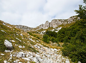 All&rsquo;uscita dal bosco della Valle del Picco verso i prati alle pendici della Sassetelli.