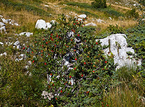 Le rosse bacche di un Sorbo alpino (Sorbus camaemespilus) attirano la mia attenzione nella Valle del Picco sotto Cima di Vall&rsquo;Organo.