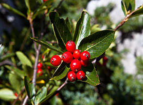 &ldquo;Pi&ugrave; rosso non si pu&ograve;&ldquo; (bacche di Sorbo alpino, Sorbus camaemespilus, in Valle del Picco).