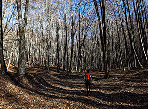 Nella faggeta di Valle Bona.