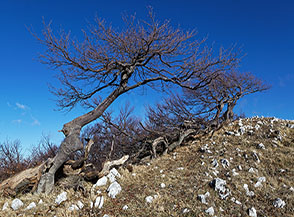 Faggi contorti sul filo di cresta della Cima di Vallevona.