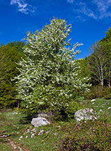 Un bellissimo Melo selvatico (Malus sylvestris) in fiore nei pressi del Rifugio del Falco a Piano le Forme.