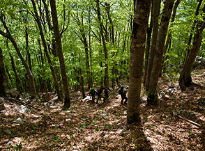 Nella ripida faggeta che si rimonta per guadagnare la Cresta Nord di Cima a Mare.