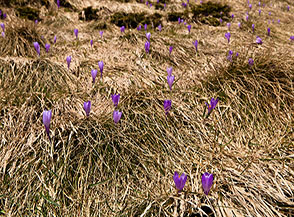 Fioritura di crochi, ovvero Zafferano maggiore, sui prati appena lasciati liberi dalla neve (Cresta Nord di Cima a Mare).