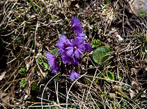 Fioritura della graziosa Soldanella alpina (Soldanella alpina) lungo la Cresta Ovest di Monte a Mare.