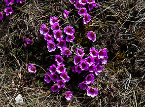 Fiori di Sassifraga a foglie opposte (Saxifraga oppositifolia) lungo la Cresta Ovest di Monte a Mare.
