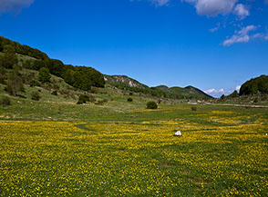 Di nome e di fatto un tappeto di ranuncoli sui prati di Valle Fiorita (Piano le Forme).