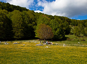Area pic-nic ai margini di Valle Fiorita (Piano le Forme).