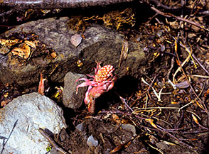 Germoglio di Farfaraccio maggiore ai piedi delle Cascate della Morricana.