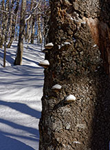 &ldquo;Altarini&ldquo; (Coppa della Genzana).