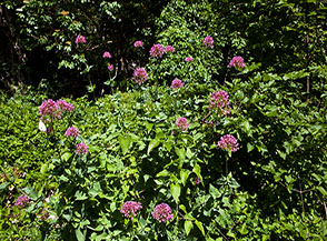 Cespuglio in fiore di Camarezza comune o Valeriana rossa (Centranthus ruber) sul fondo del Fosso la Valle.