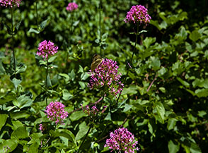 Fiori di Camarezza comune o Valeriana rossa (Centranthus ruber) sul fondo del Fosso la Valle.