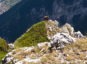 Camoscio nei pressi della vetta di Cima Macirenelle.