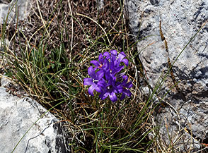 Fiori di Campanula graminifolia (Edraianthus graminifolius L.) sulla Cima di Prato dei Sassi.