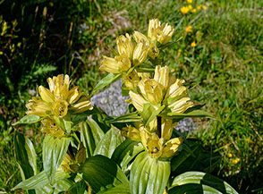 Fiori di Genziana punteggiata (	Gentiana punctata L.) in Val d&rsquo;Amola.