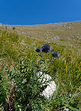 Fiori di Cardo-pallottola coccodrillo (Echinops ritro L.) nella Valle Maiuri.