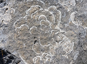 Formazioni di licheni su un masso di calcare (Direttissima alla Serra di Celano).