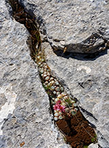 Semprevivo ragnateloso (Semprevivum arachnoideum L.) cresciuto nella spaccatura di una roccia.
