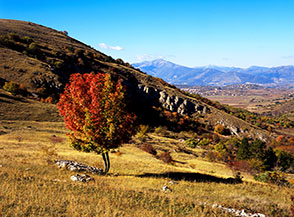 Un piccolo sorbo degli uccellatori, affacciato sulla Valle di Roio, veste il suo abito autunnale.